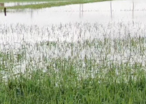 সুনামগঞ্জে শিলাবৃষ্টি-জলাবদ্ধতায় কৃষকের মাথায় হাত